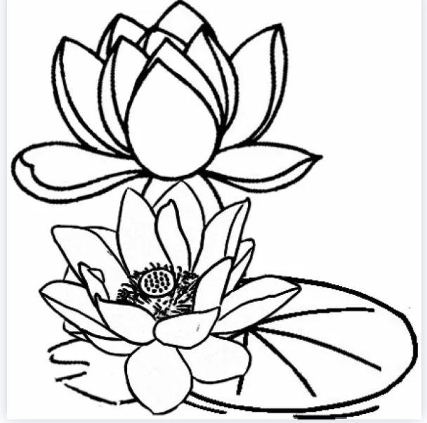 Printable New Lotus Flower Coloring Page