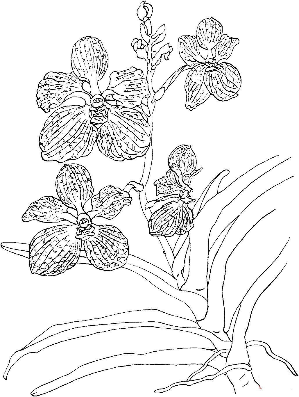 Beautiful Orchid Coloring Page