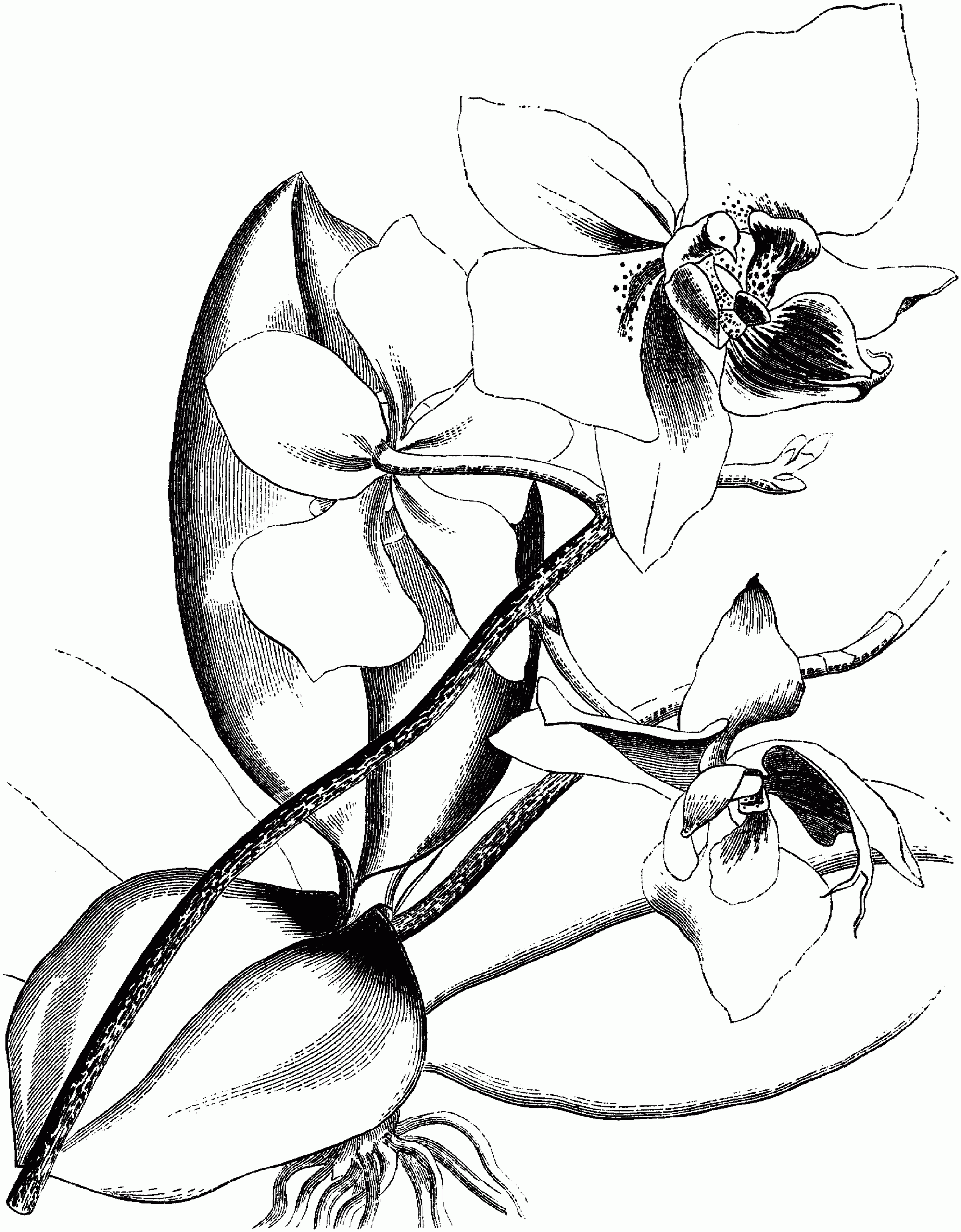 Victorian Orchid Coloring Page