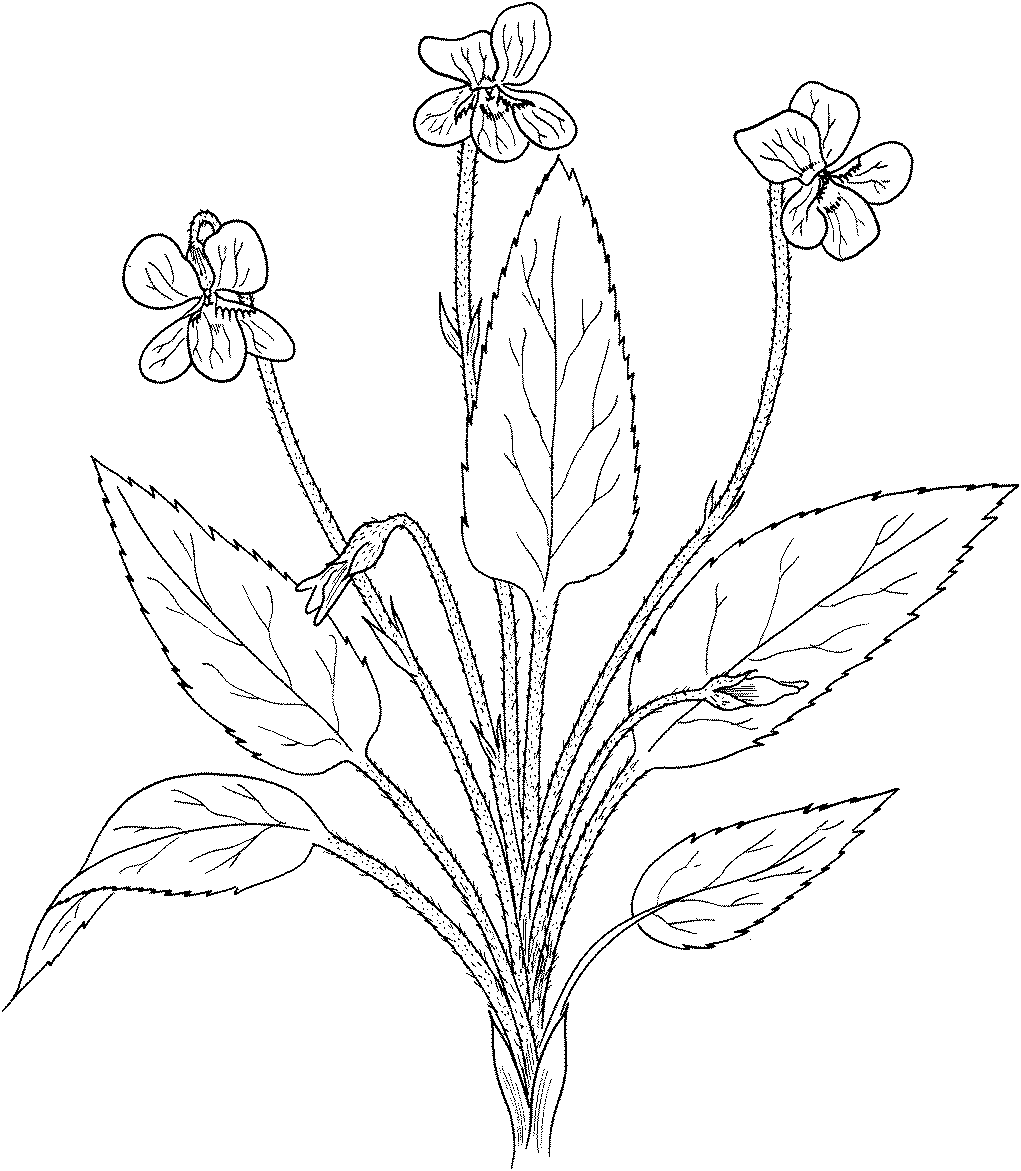 Viola Fimbriatula Coloring Page