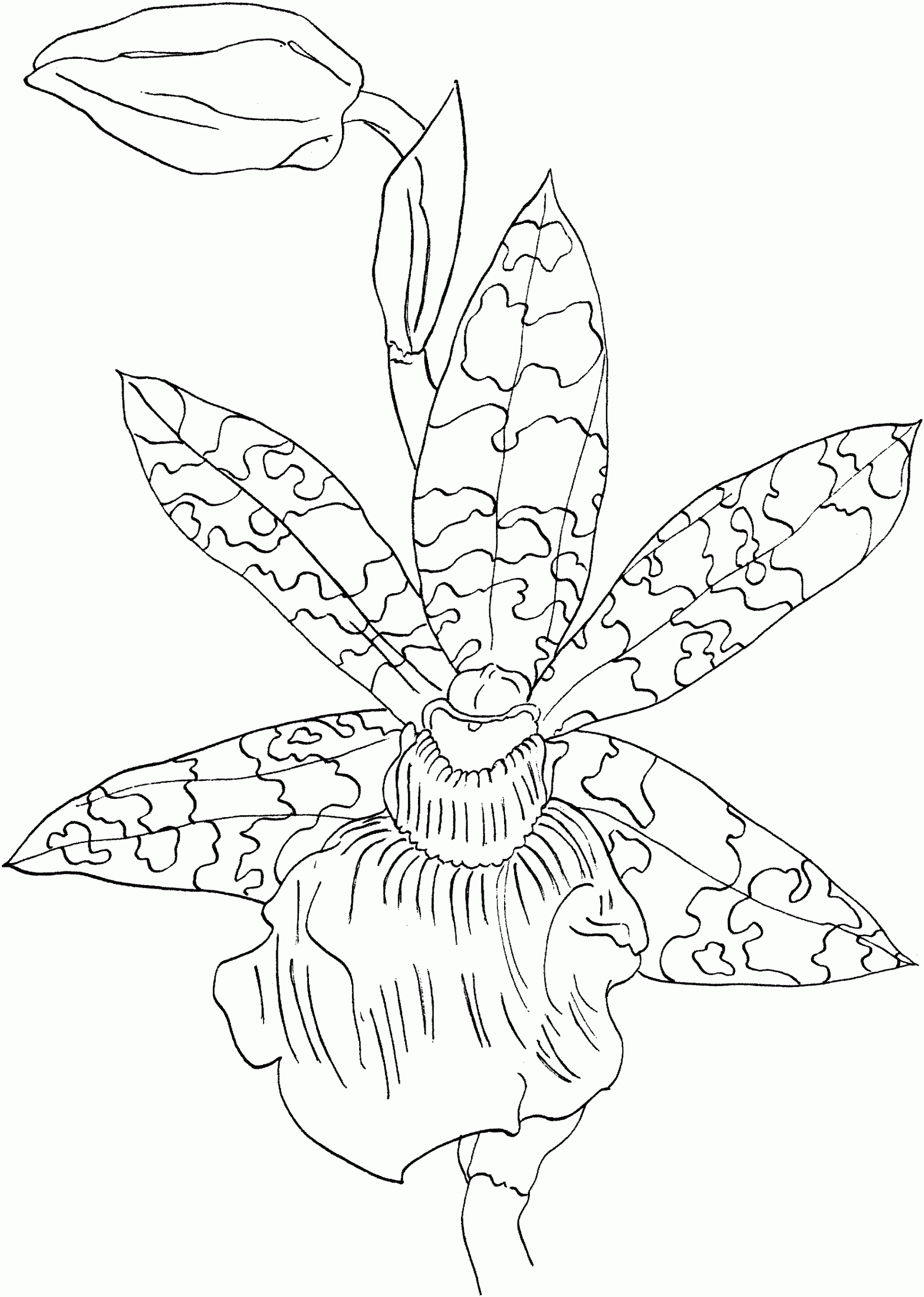 Nice Orchid Coloring Page