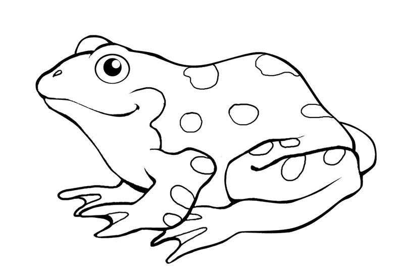 New Frog For Children