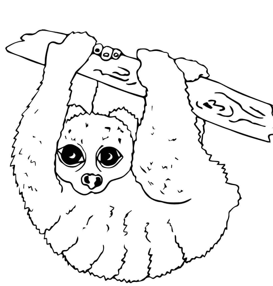 A Sloth With Curly Hair
