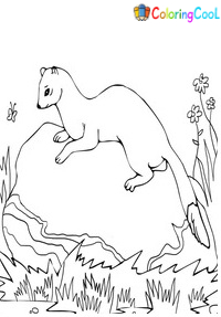 Ferret Coloring Pages