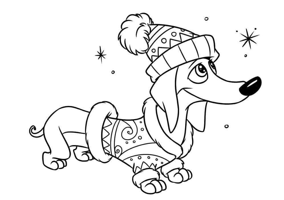 Dachshund In A Beautiful Festive Outfit