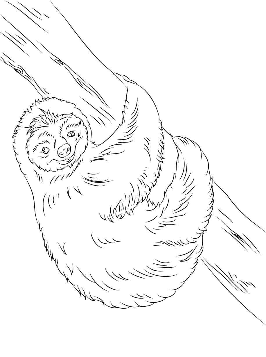 New Fluffy And Cute Sloth Coloring Pages   Coloring Cool