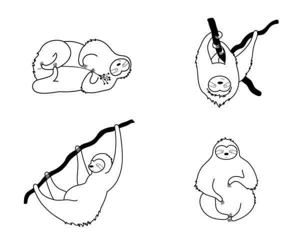 Funny Sloth In Different Poses