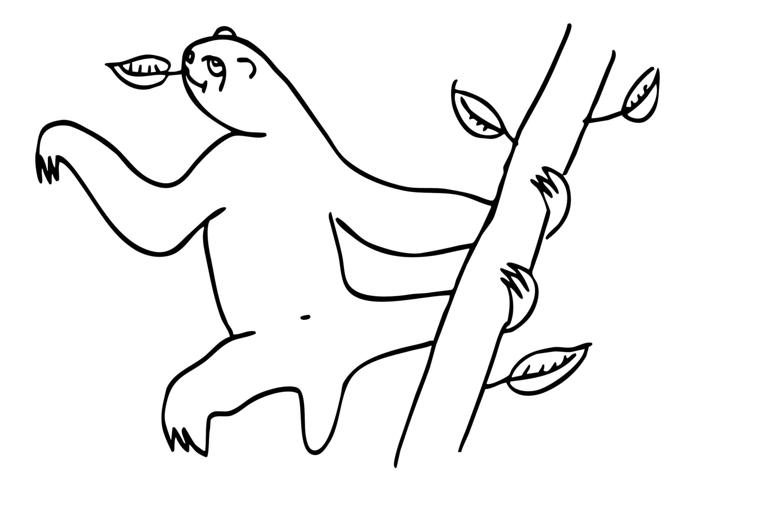 Graceful Sloth With A Leaf