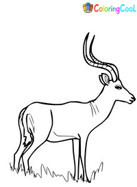Impala Coloring Pages