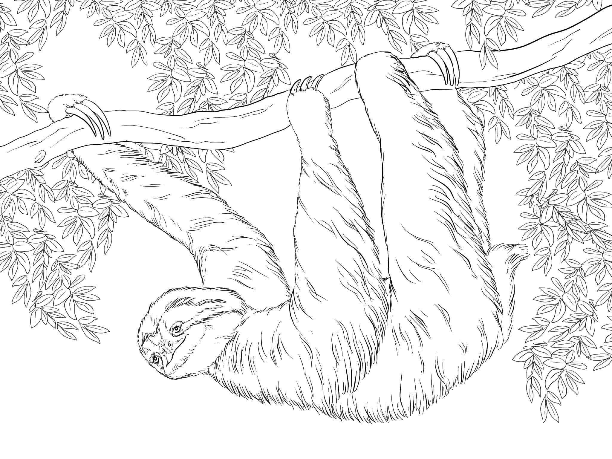 Leisurely Hairy Sloth On A Tree