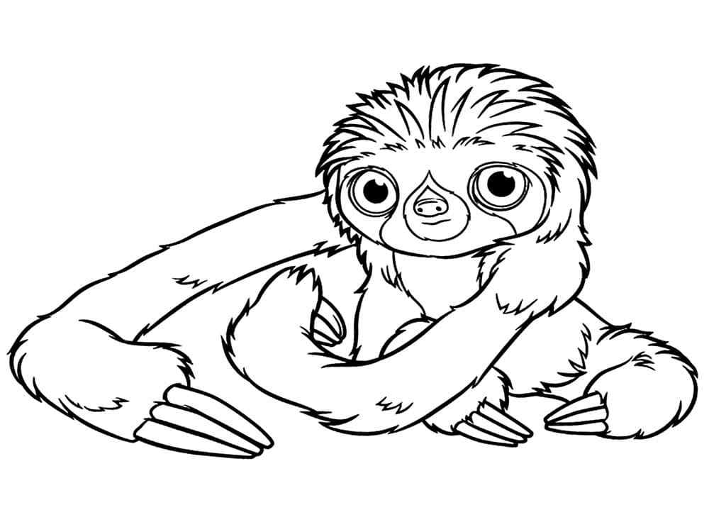 Long-armed And Big-eyed Sloth