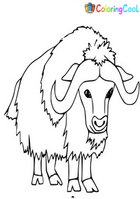 Musk Ox Coloring Pages