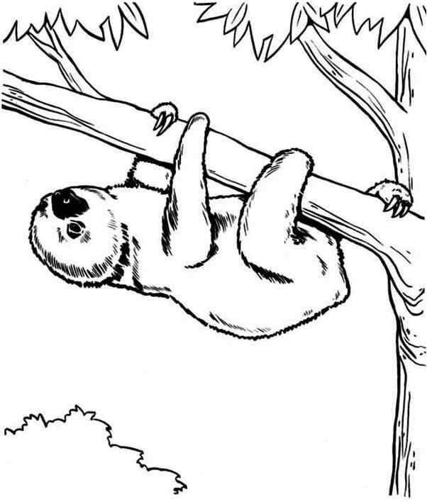 Not All Animals Are Able To Crawl Trees Coloring Page