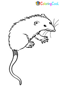 Opossum Coloring Pages