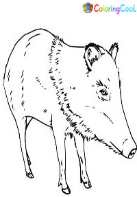 Peccary Coloring Pages