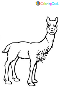 Guanaco Coloring Pages