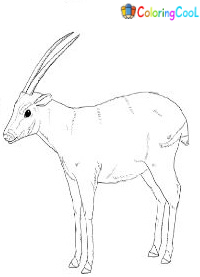 Saola Coloring Pages