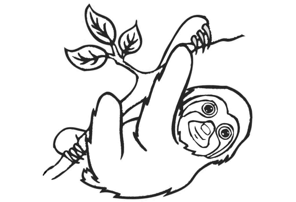 Sloths Feed On The Leaves Coloring Page