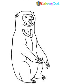 Sun Bear Coloring Pages