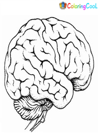 Human Brain Coloring Pages