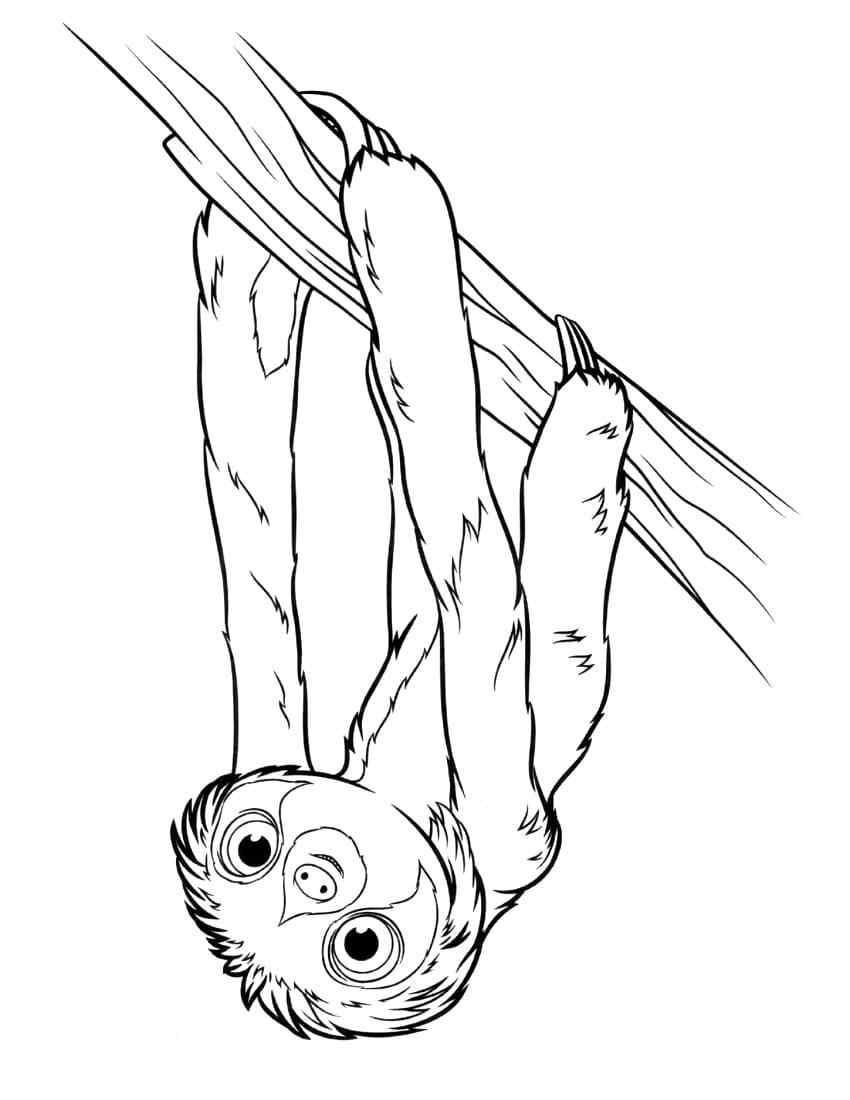 The Big-eyed Sloth Coloring Page