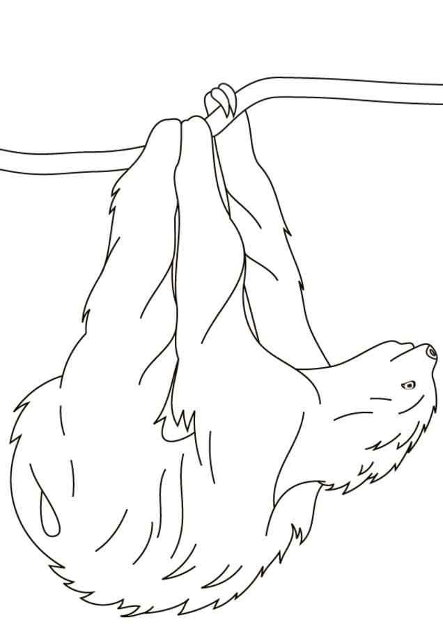 Very Clean Animal Sloth Coloring Page
