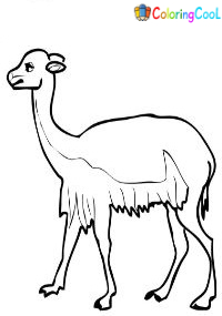Vicuna Coloring Pages