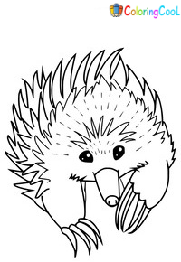 Echidna Coloring Pages