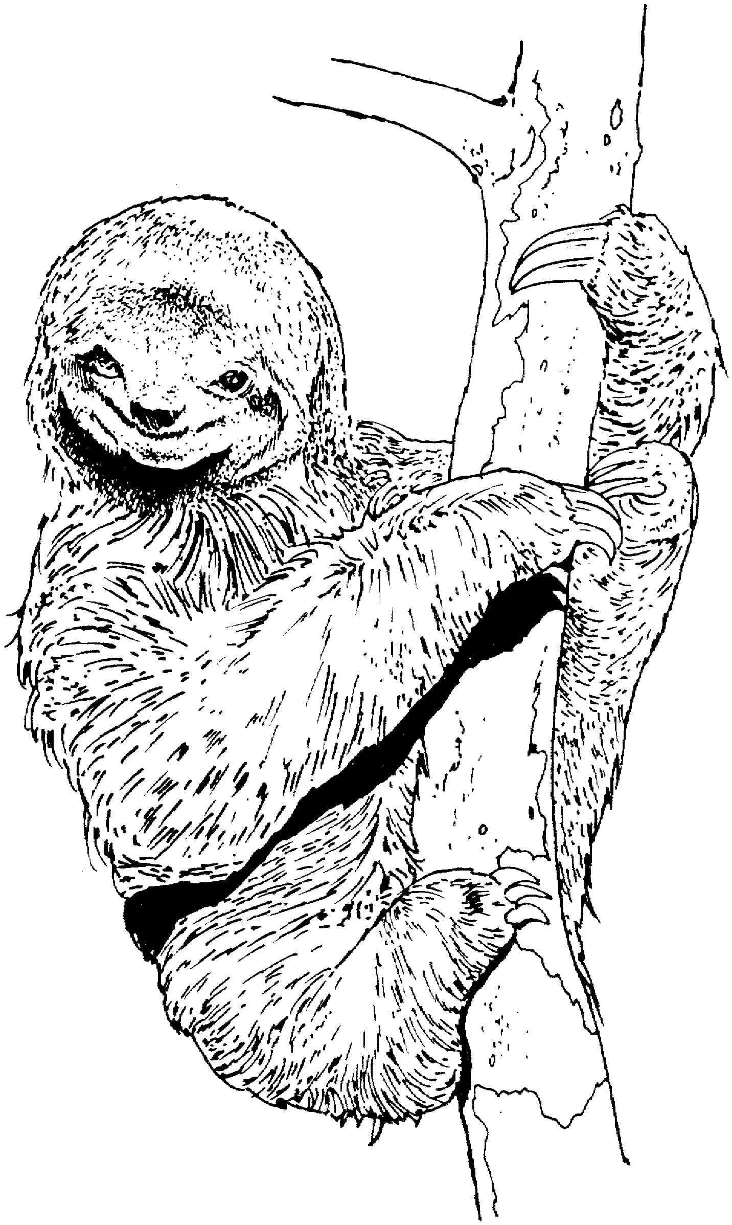 New Cute Sloth Coloring Page