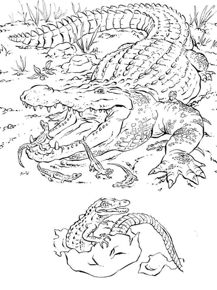 Alligator Pictures To Color
