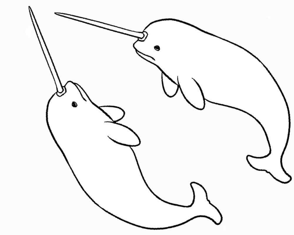 New Narwhal For Kids