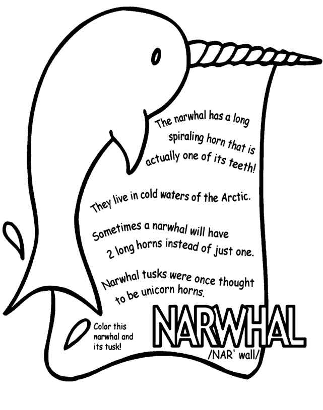 Narwhal Info