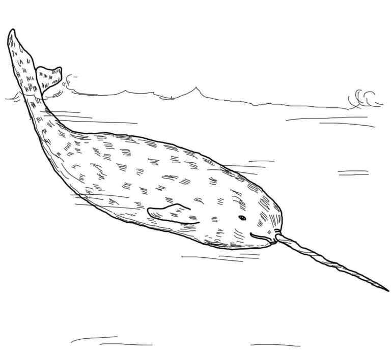 Cute Realistic Narwhal For Kids2