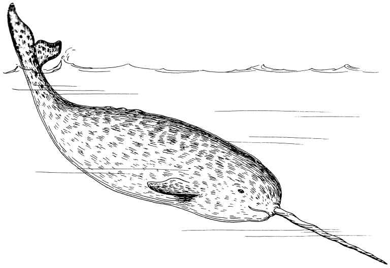 Realistic Narwhal