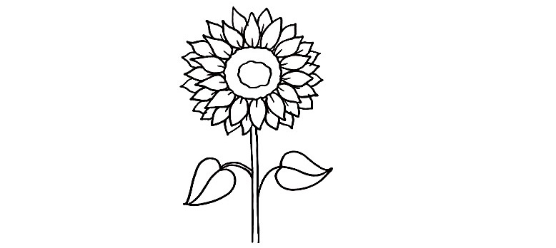 Sunflower-drawing-5