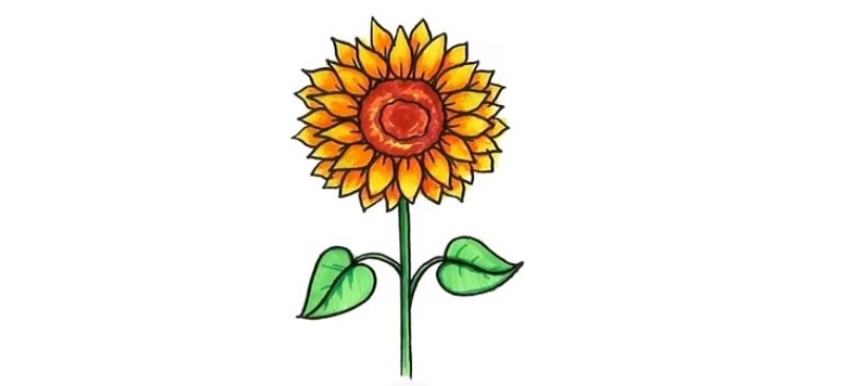 Sunflower-drawing-6
