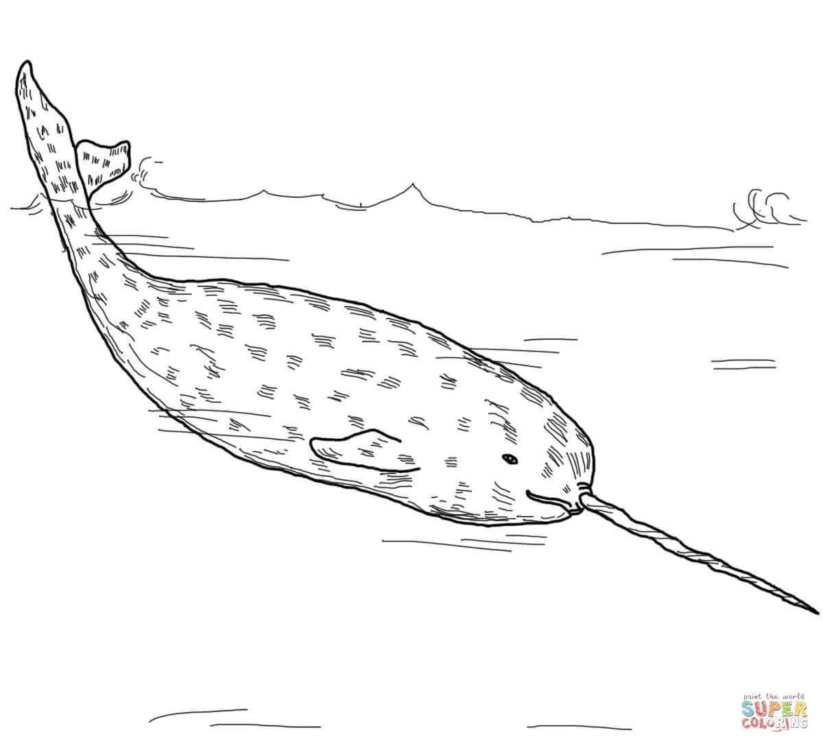 Arctic Whale Narwhal