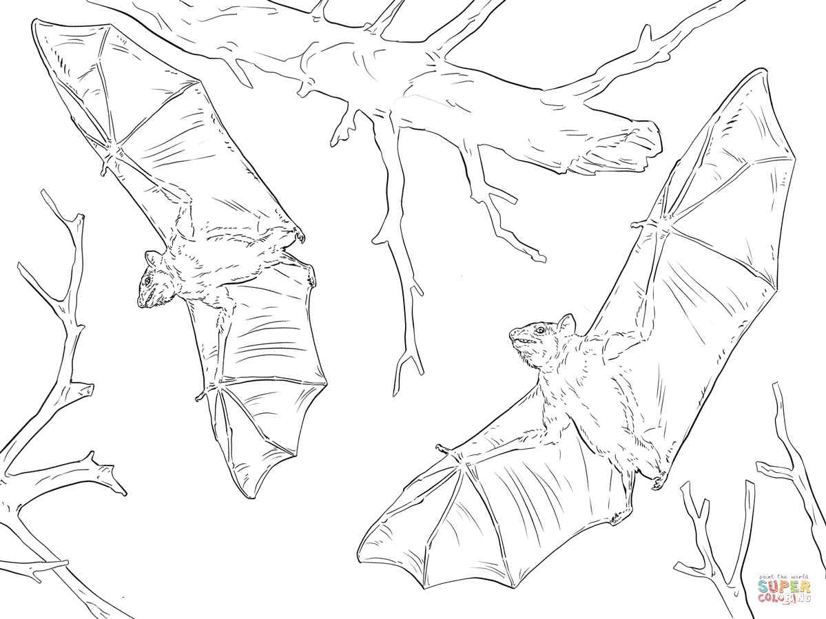Common Fruit Bats
