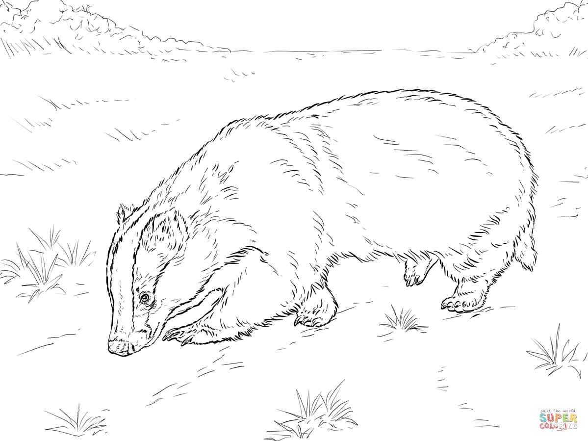 European Badger Sniffing Ground