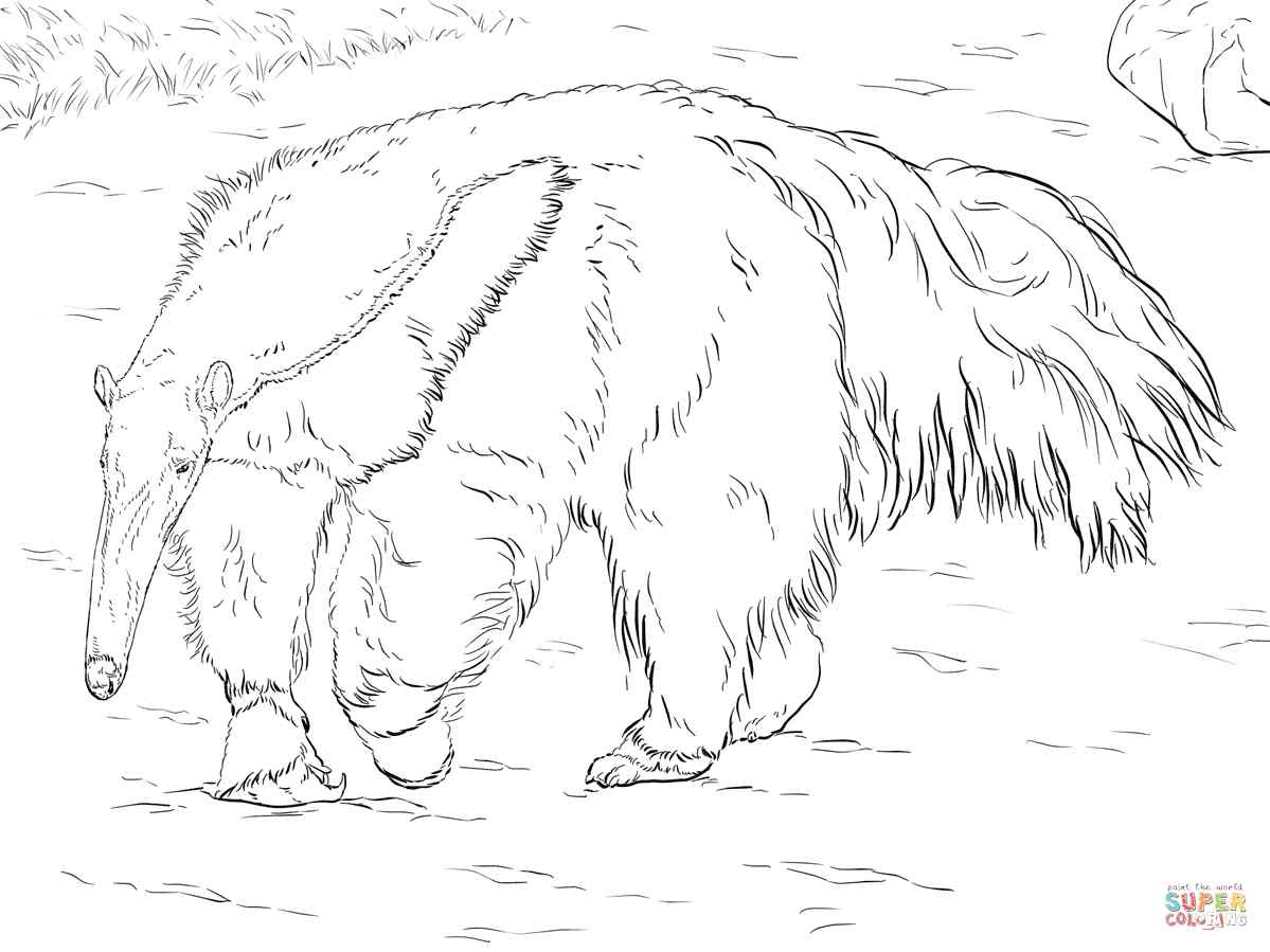 Giant Anteater Coloring Pages   Coloring Cool