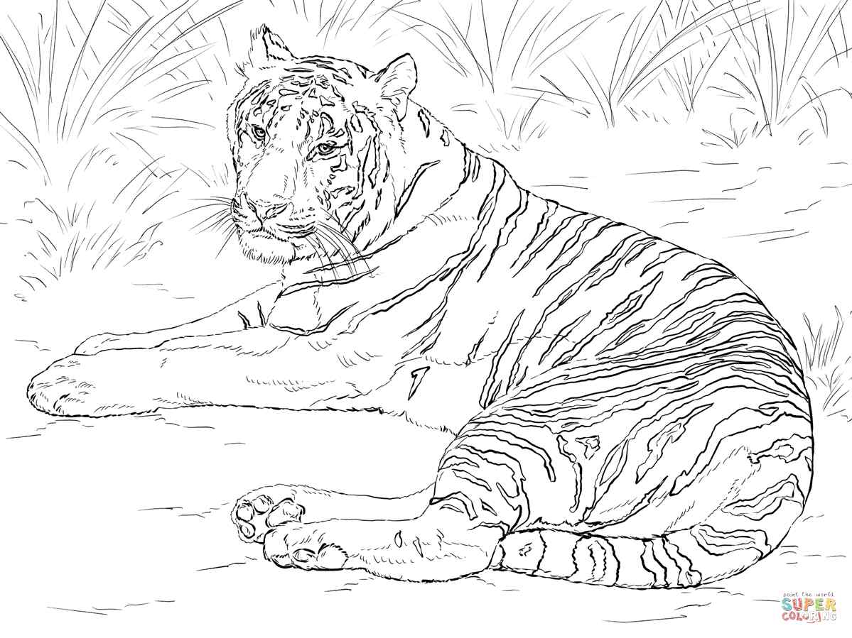 Siberian Tiger Laying Down Coloring Page