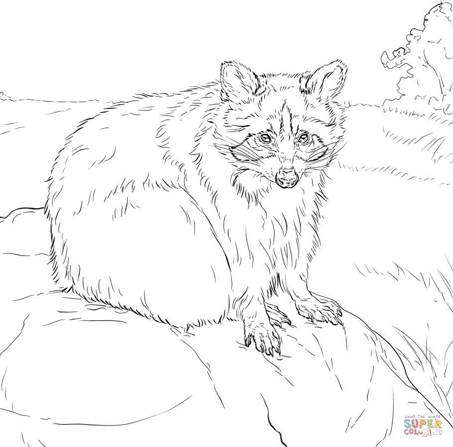 New Sitting Raccoons Coloring Page