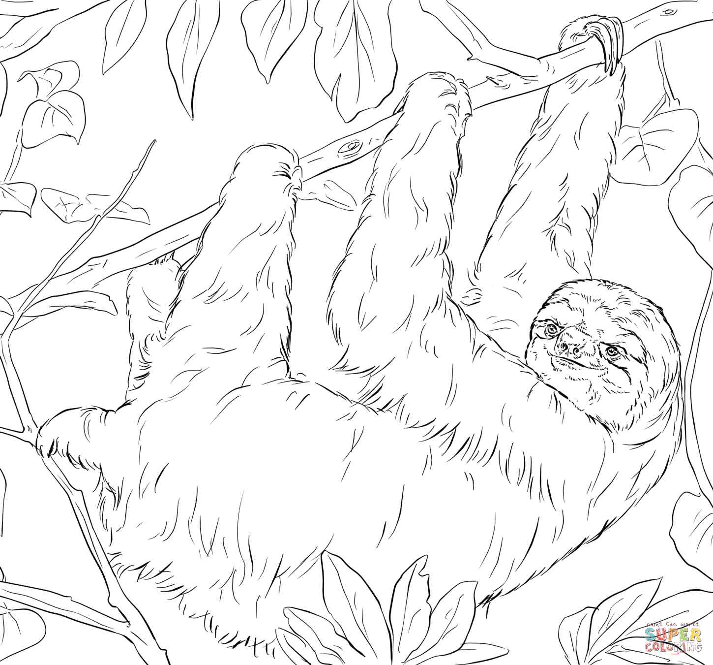 Sloth Coloring Page