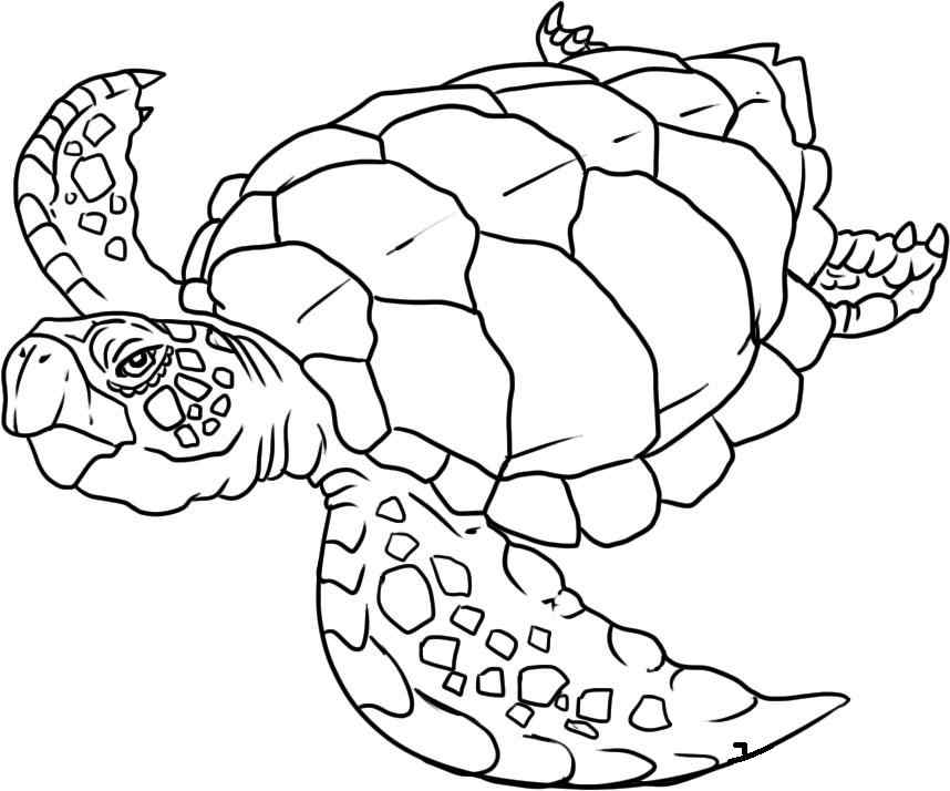 New Turtle Coloring Page