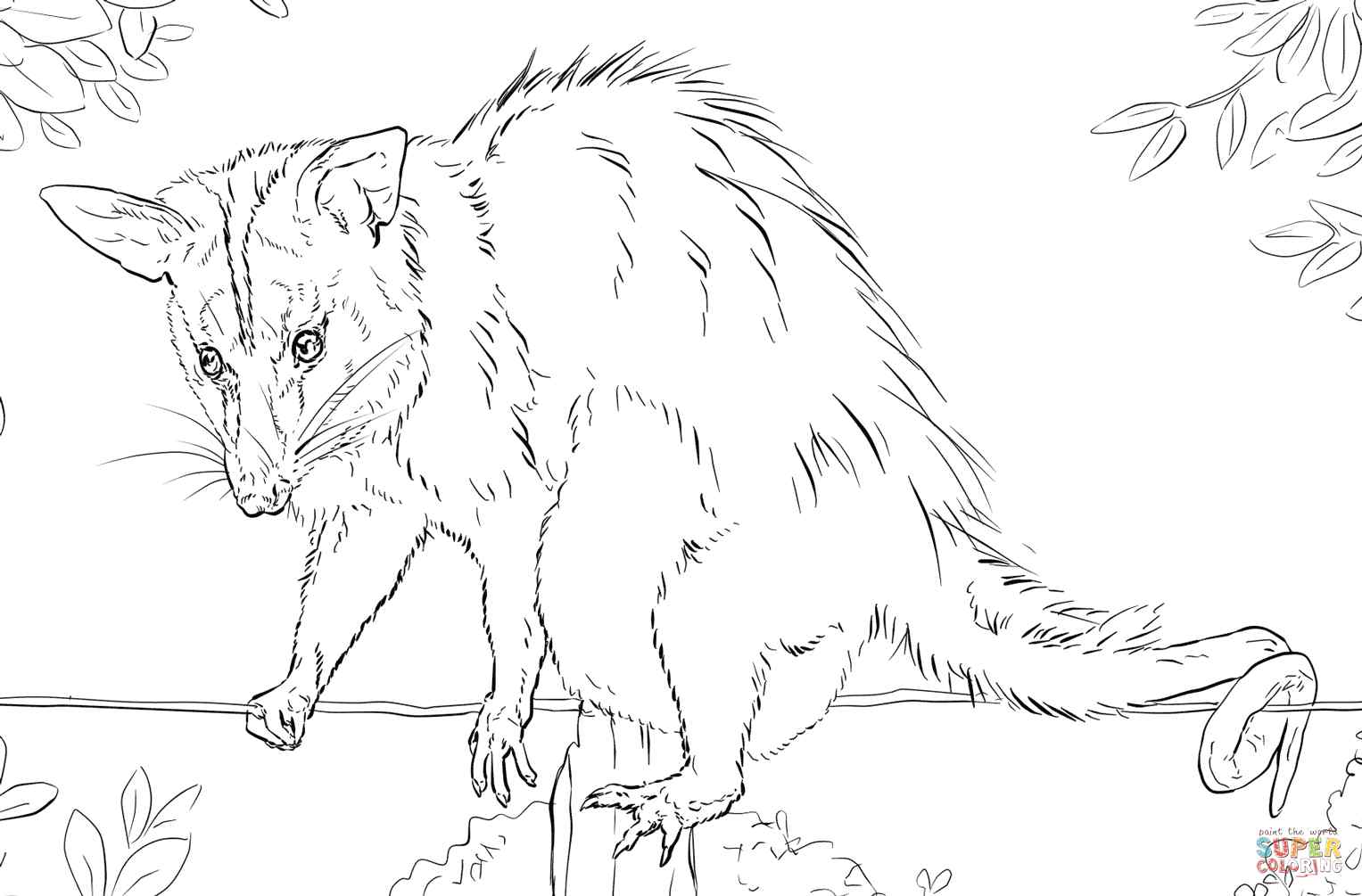 White Eared Opossum Coloring Page