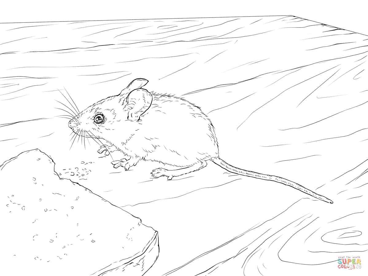 Wood Mouse Coloring Page
