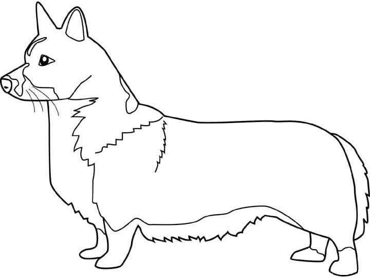 Short-legged And Rather Long Dog Coloring Page