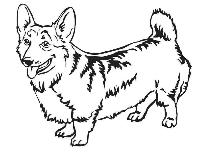 The Welsh Corgi Coloring Page