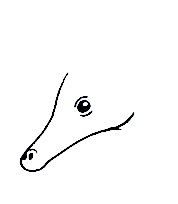 How To Draw An Echidna - The Details Instructions 3 echidna step2