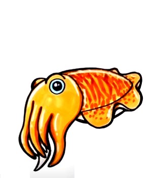 How To Draw A Cuttlefish – The Details Instructions 10 fish step9
